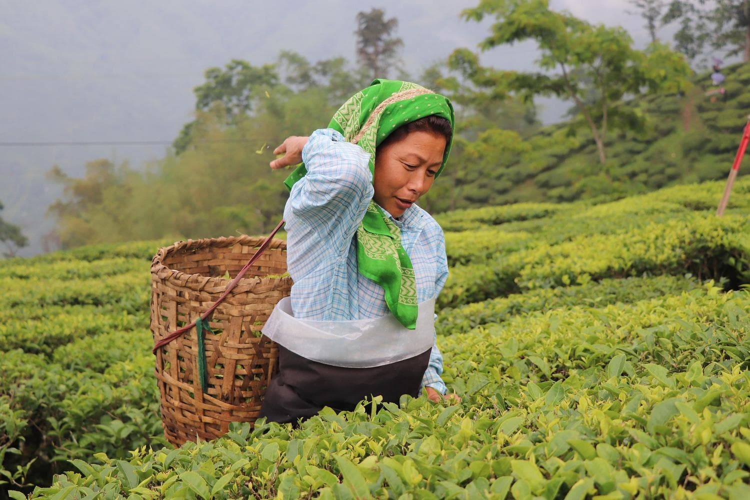 A woman picking the tea leaves