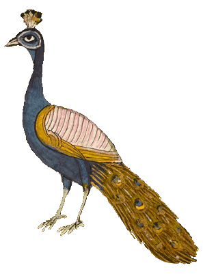 Decoration Peacock