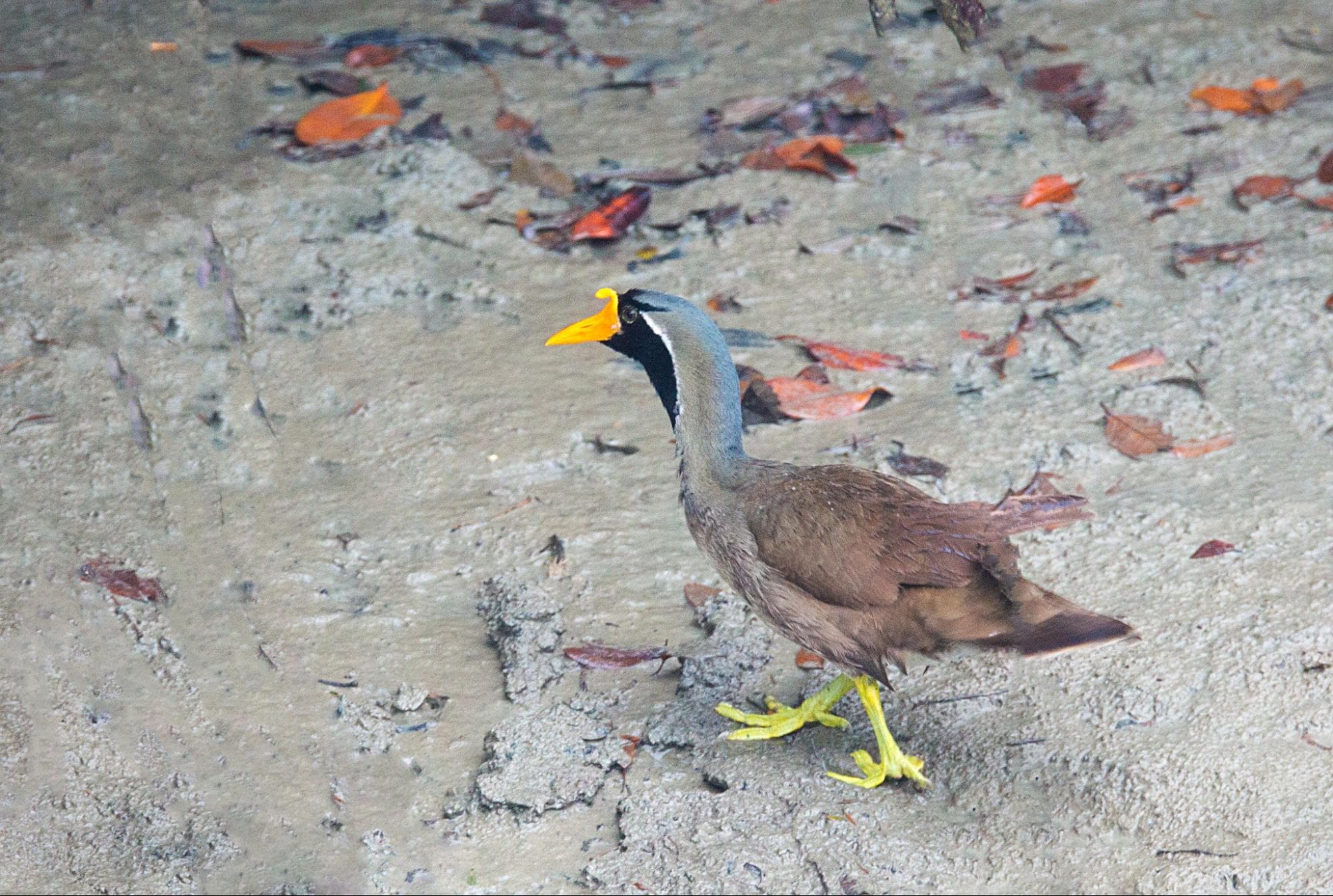The masked finfoot in its natural habitat