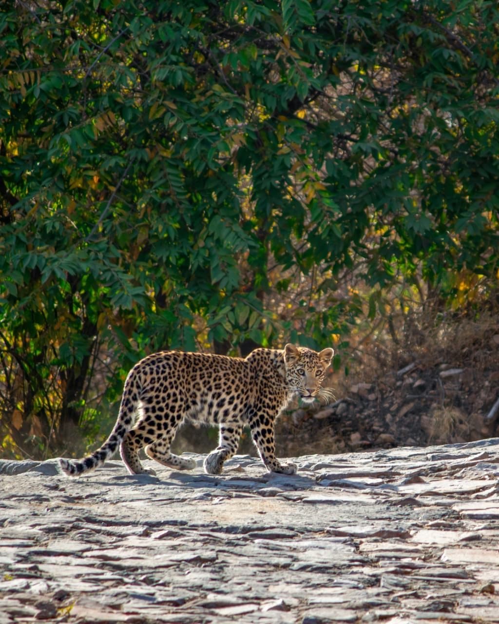 Leopard Safari