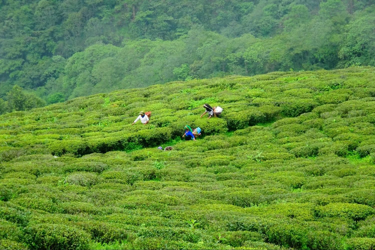 Women working in the tea garden
