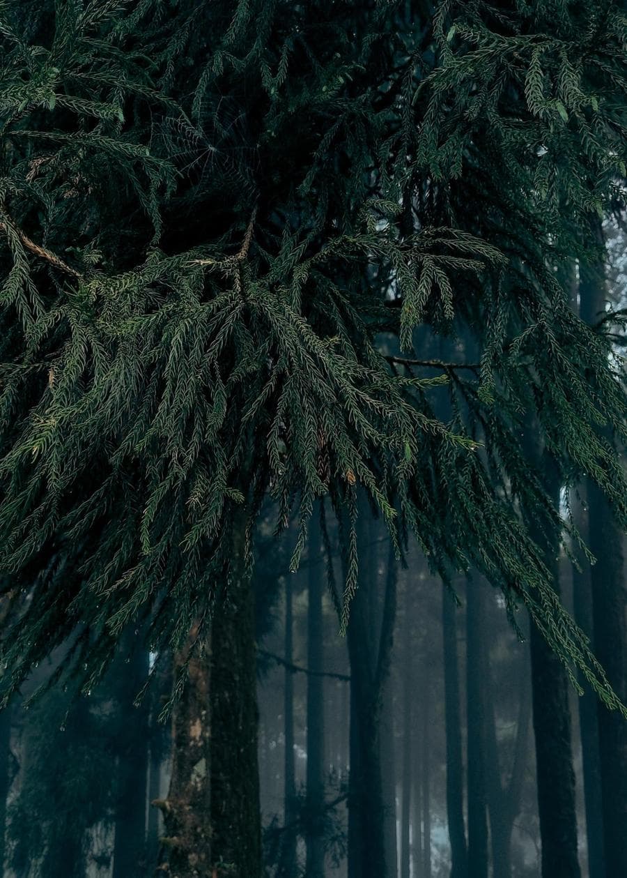 Dense pine and oak forests surrounding Chatakpur