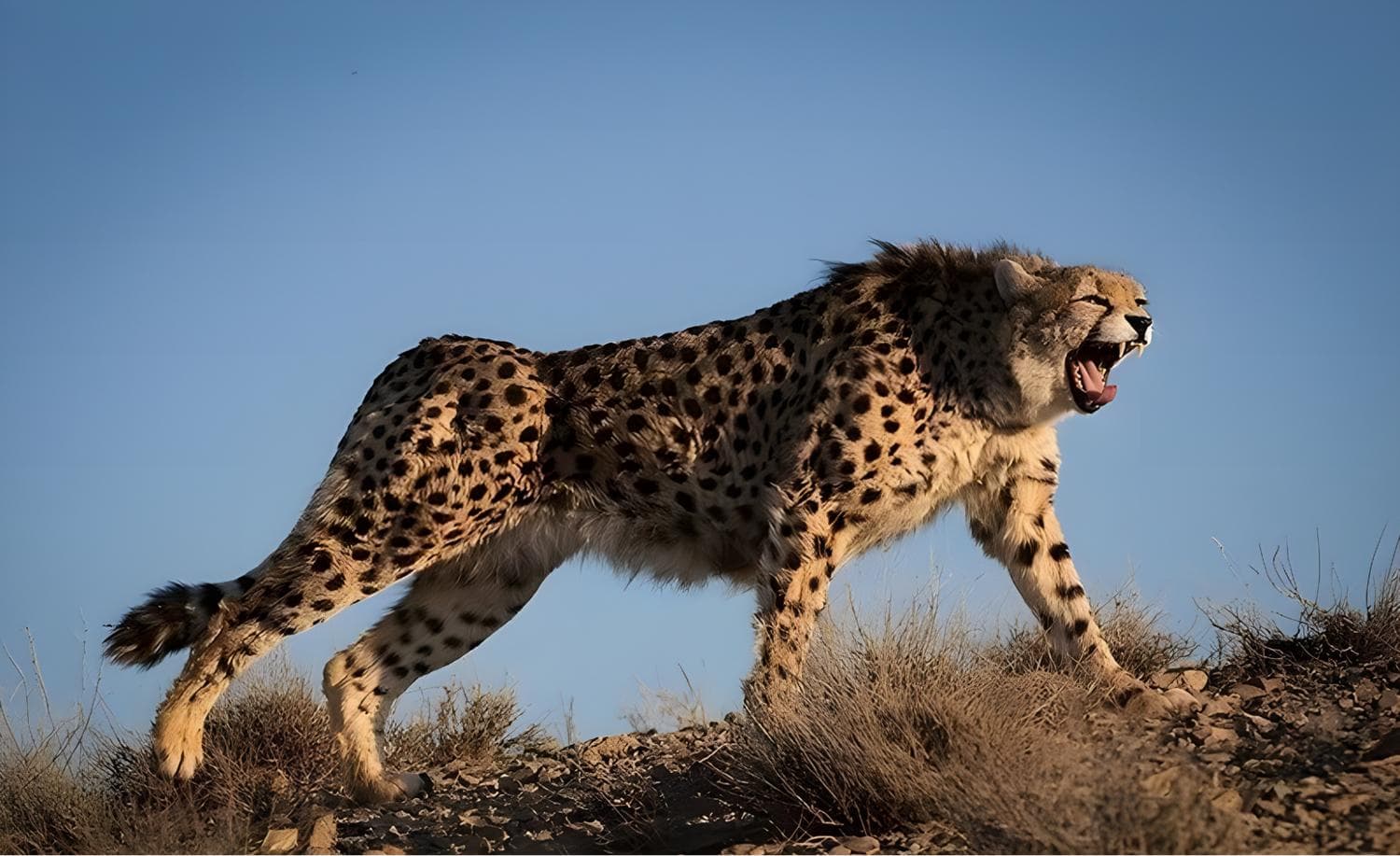 The roar of Iranian asiatic cheetah
