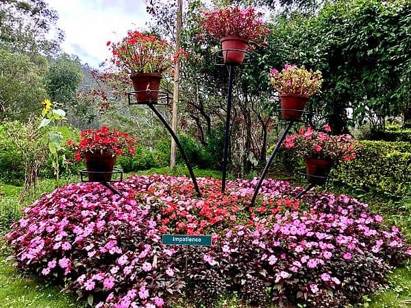 Munnar stay with flowers