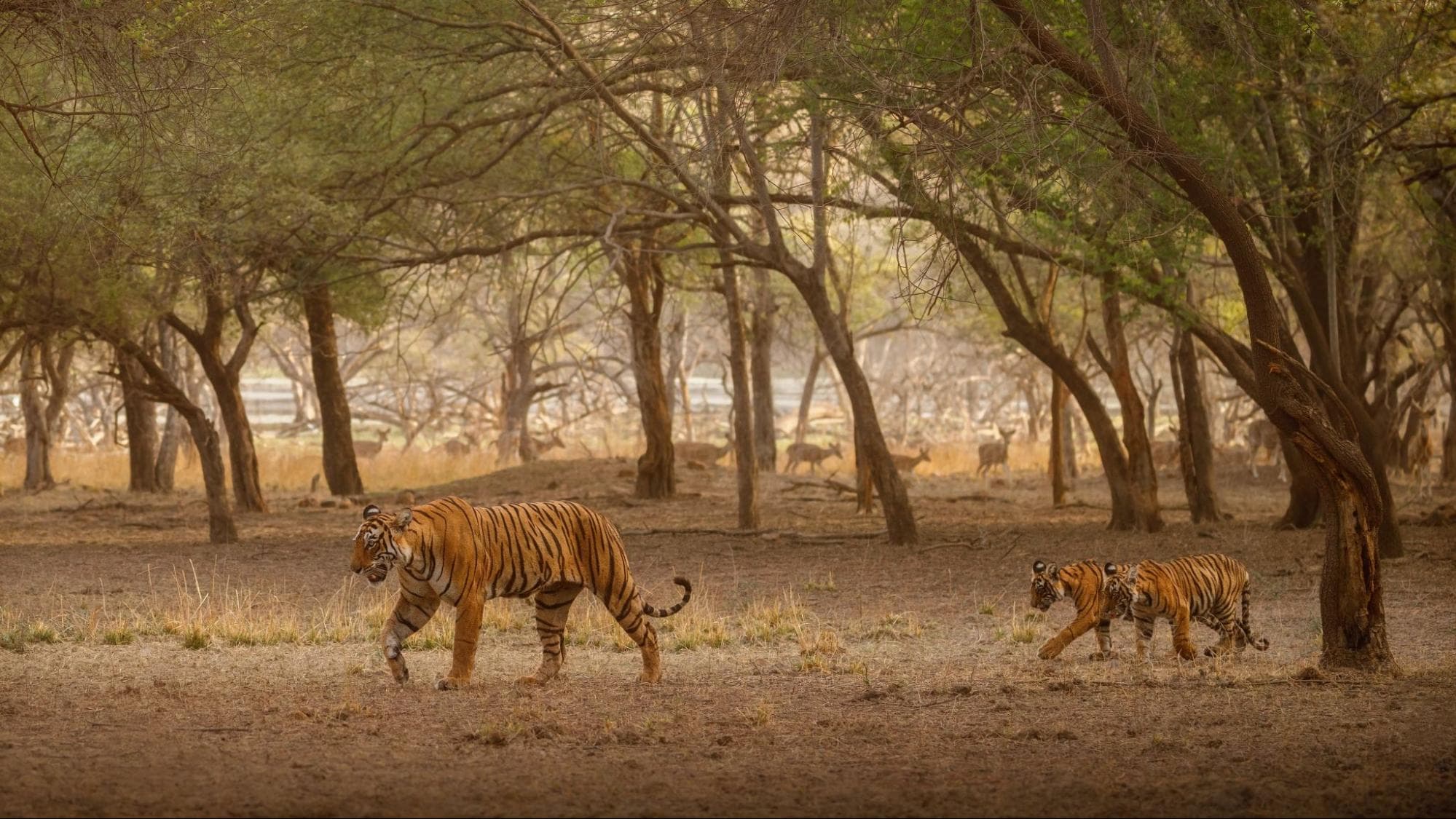 Female Bengal Tiger with her two cubs