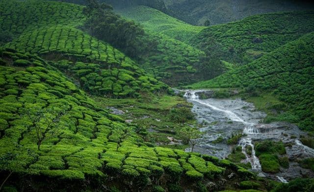Munnar tea plantation