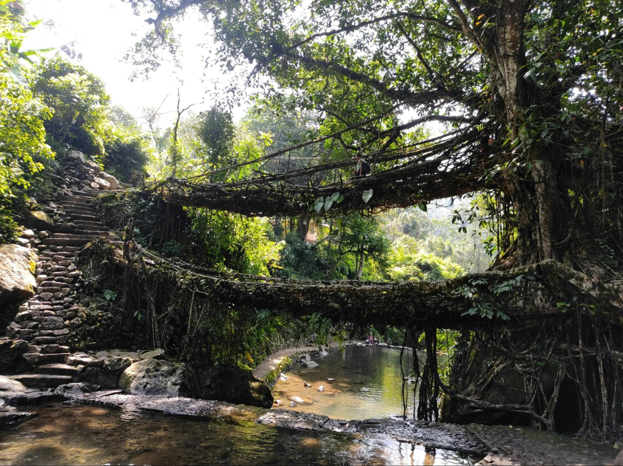 The Living Root Bridge at Nongriat, Meghalaya