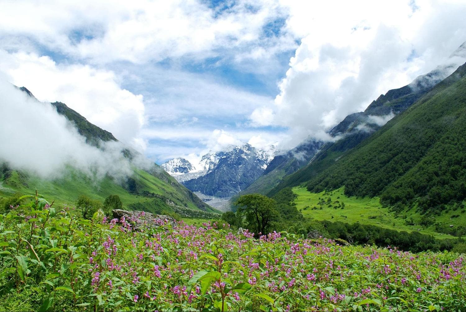 Valley of Flowers with the backdrop of snow-caped Himalaya