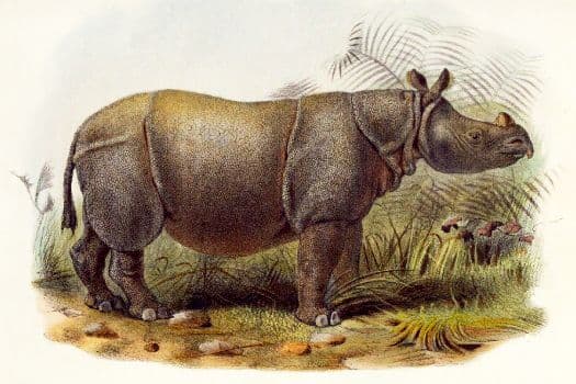 Painting of a female Indian Javan rhino